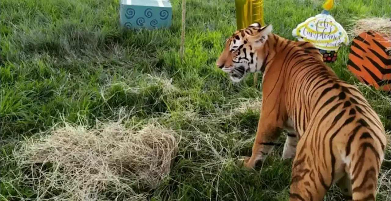 Tigre escapó del parque Hacienda Nápoles y trabajadores lo sacrificaron