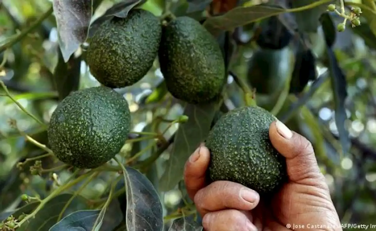 Aguacate, manjar del Super Bowl y fruta de la discordia en Colombia