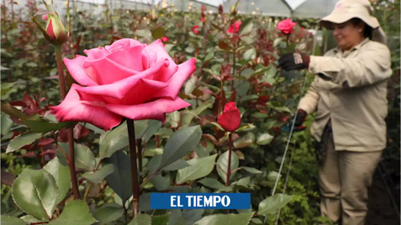 A Estados Unidos llegaron 18.000 toneladas de flores para celebrar San Valentín