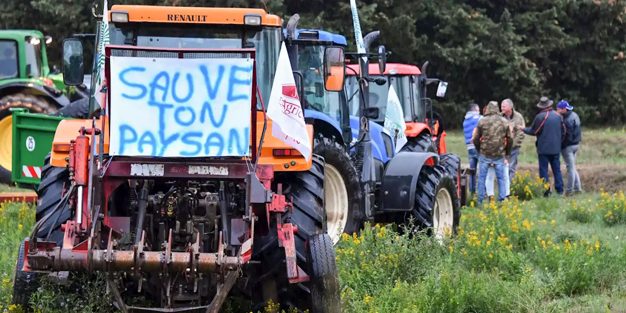 Interdiction des néonicotinoïdes : les betteraviers dédommagés en cas de jaunisse