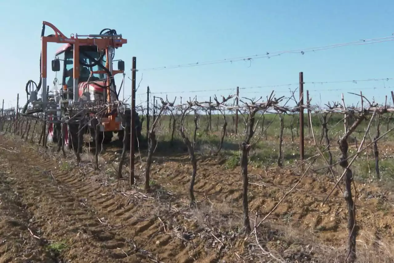 Crise de la filière du vin dans l'Hérault : 'la distillation c'est dur mais c'est un moindre mal'