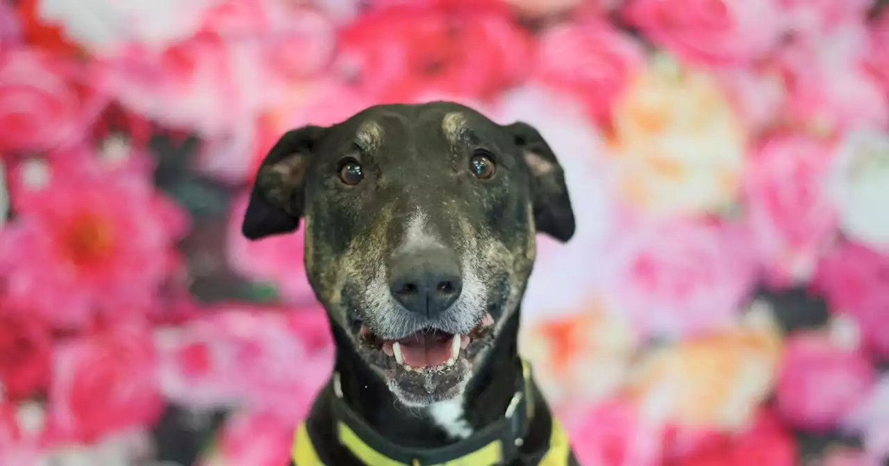 Dog's Trust Glasgow appeal for new owners this Valentine's Day