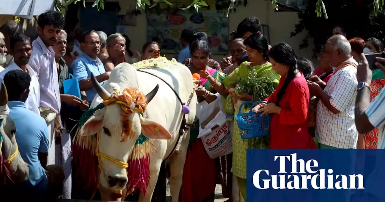 India urges citizens to ‘hug a cow’ on Valentine’s Day