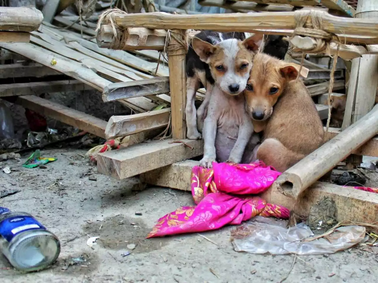 Dodici animali uccisi in tre anni: la furia del 'Serial killer dei cani'