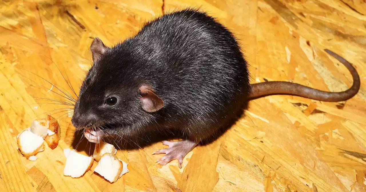 Live rodents and bad meat among reasons for January FSAI enforcement orders