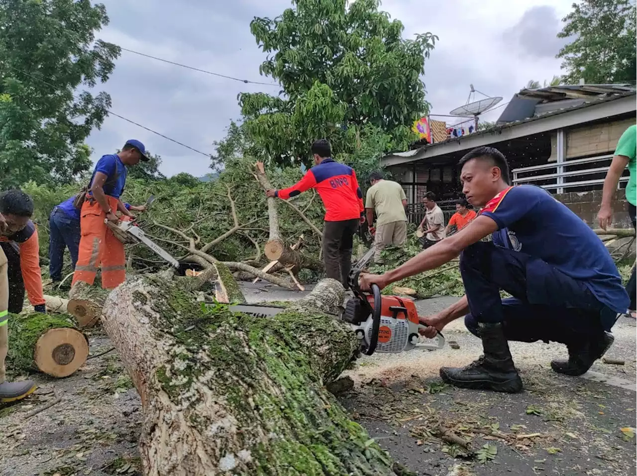 Antisipasi Cuaca Buruk, KLU Tebang Puluhan Pohon