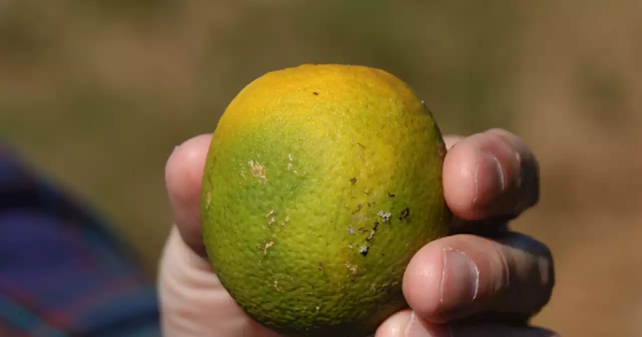 San Diego’s citrus industry taking precautions to avoid dangerous disease