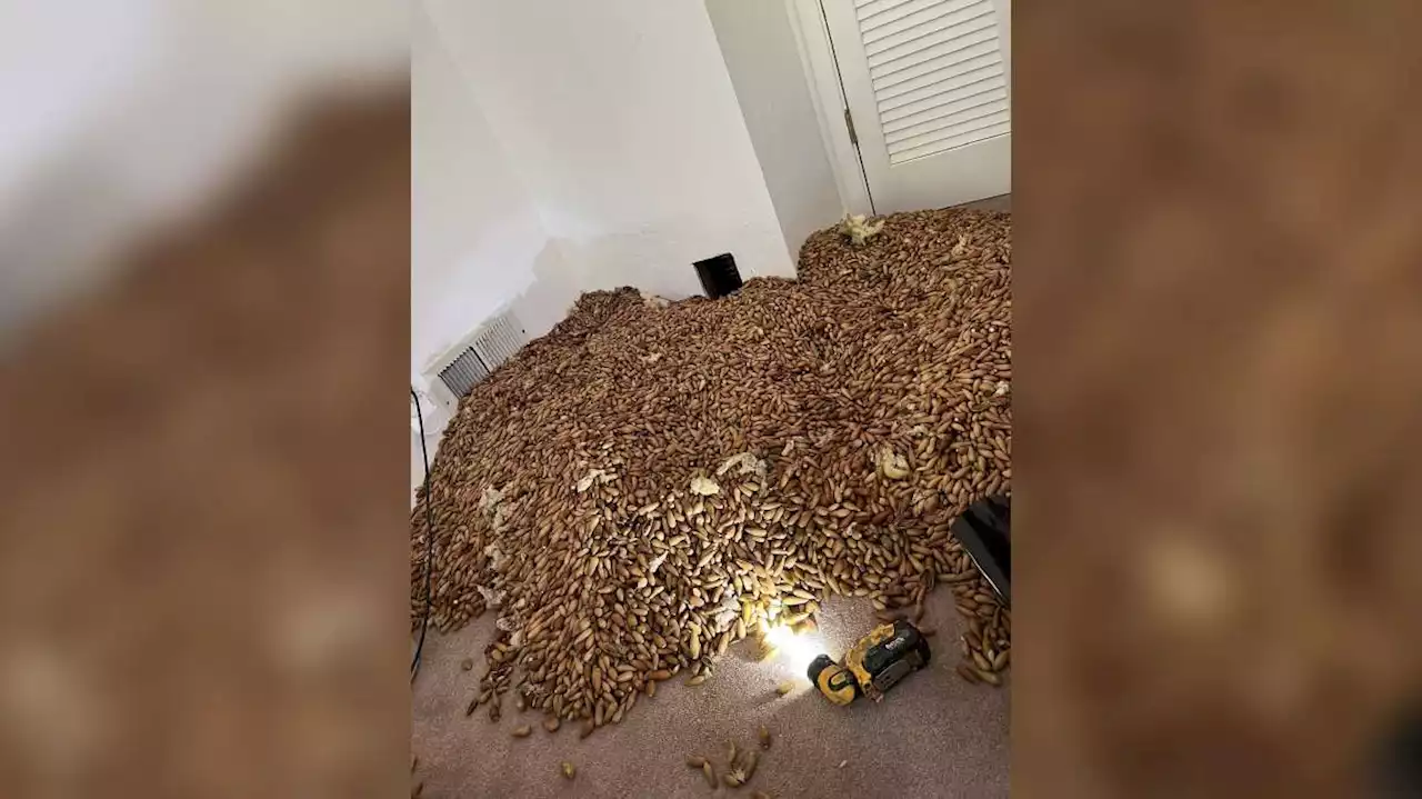 700 pounds of acorns found stuffed by woodpeckers inside walls of California home