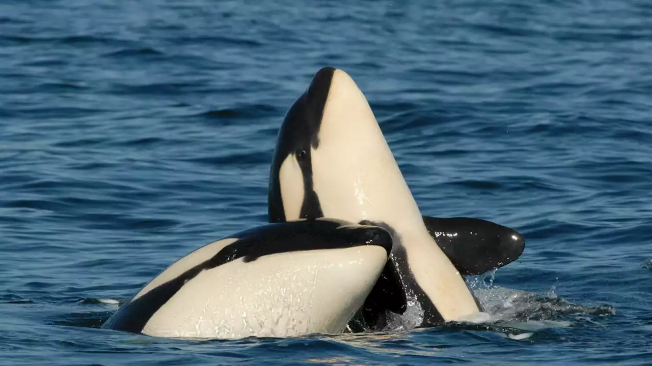 Killer whale moms are still supporting their adult sons — and it's costing them