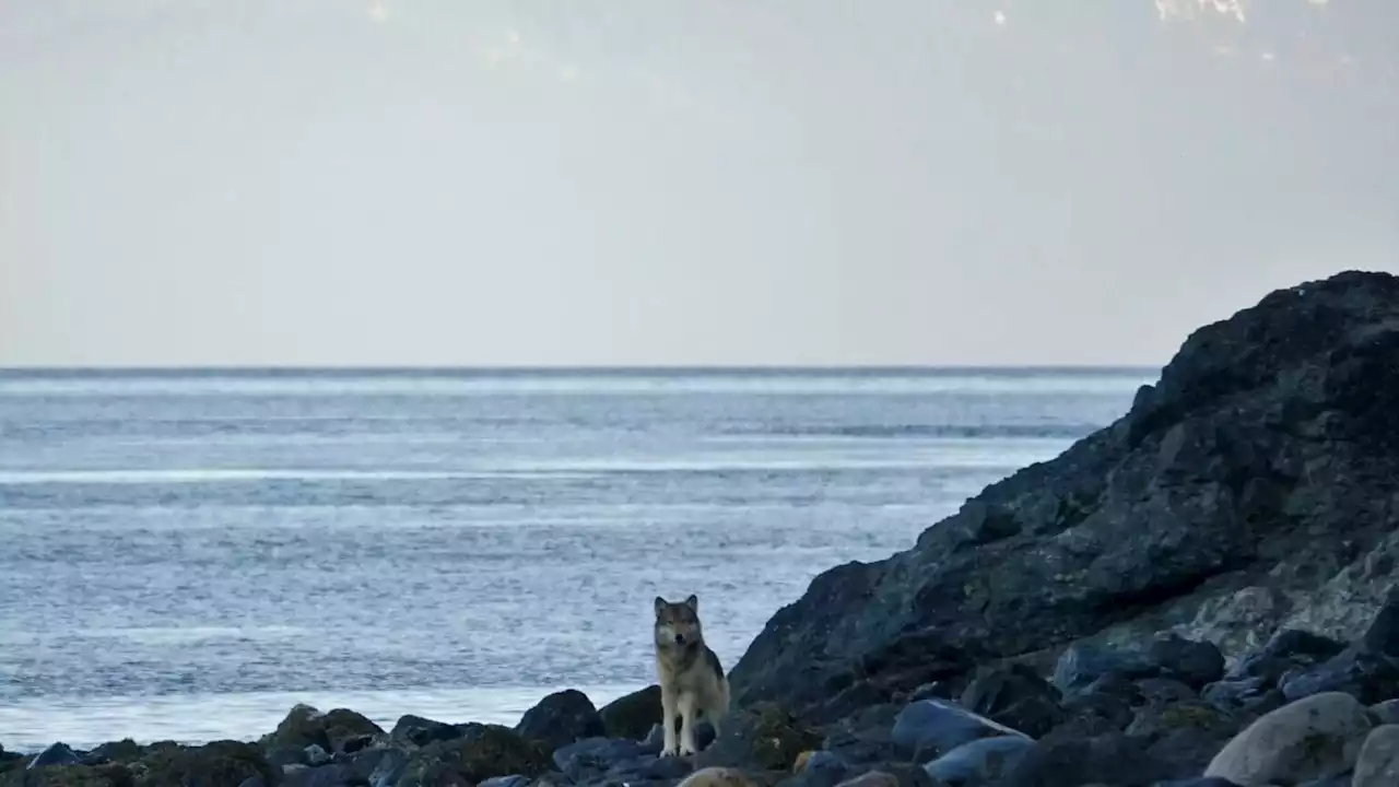 On a tiny Southeast Alaska island, wolves are eating sea otters like popcorn