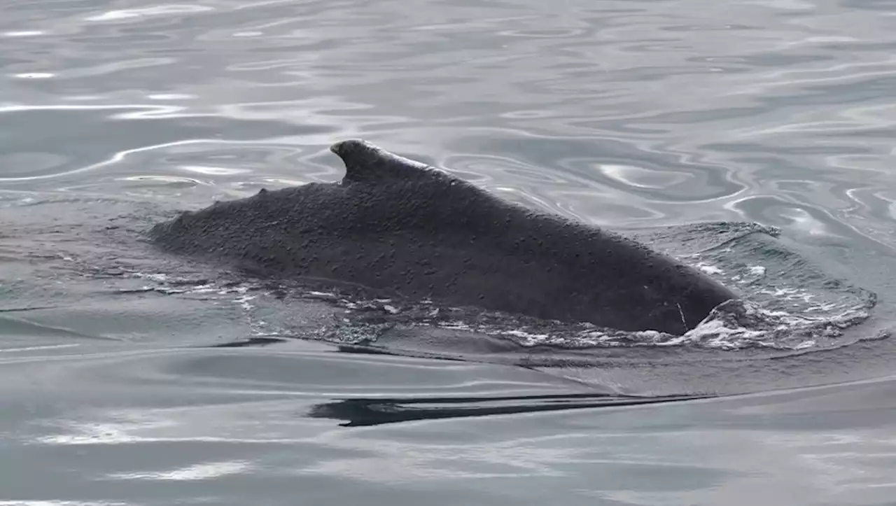 Une baleine coincée dans un estuaire en Bretagne retrouve le chemin de la mer