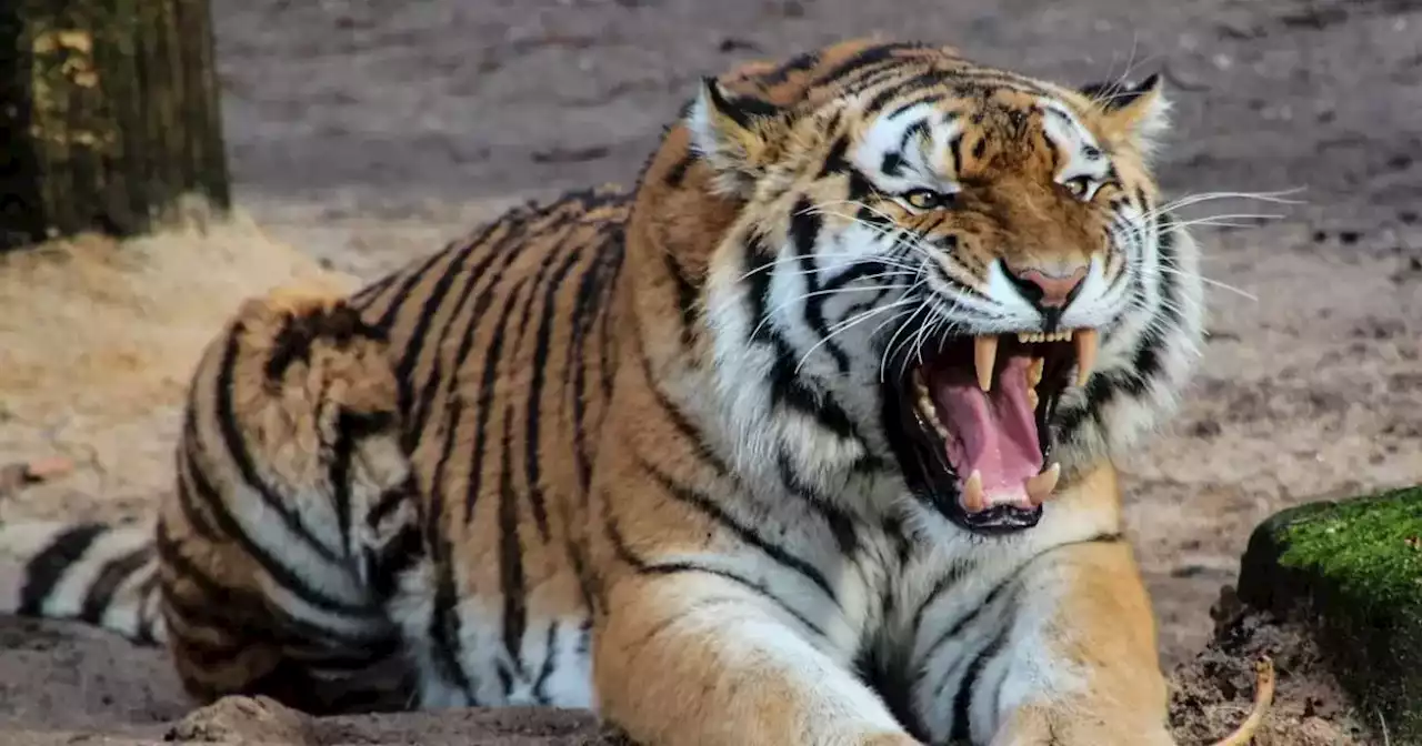 Matan a tigre que se escapó de la Hacienda Nápoles