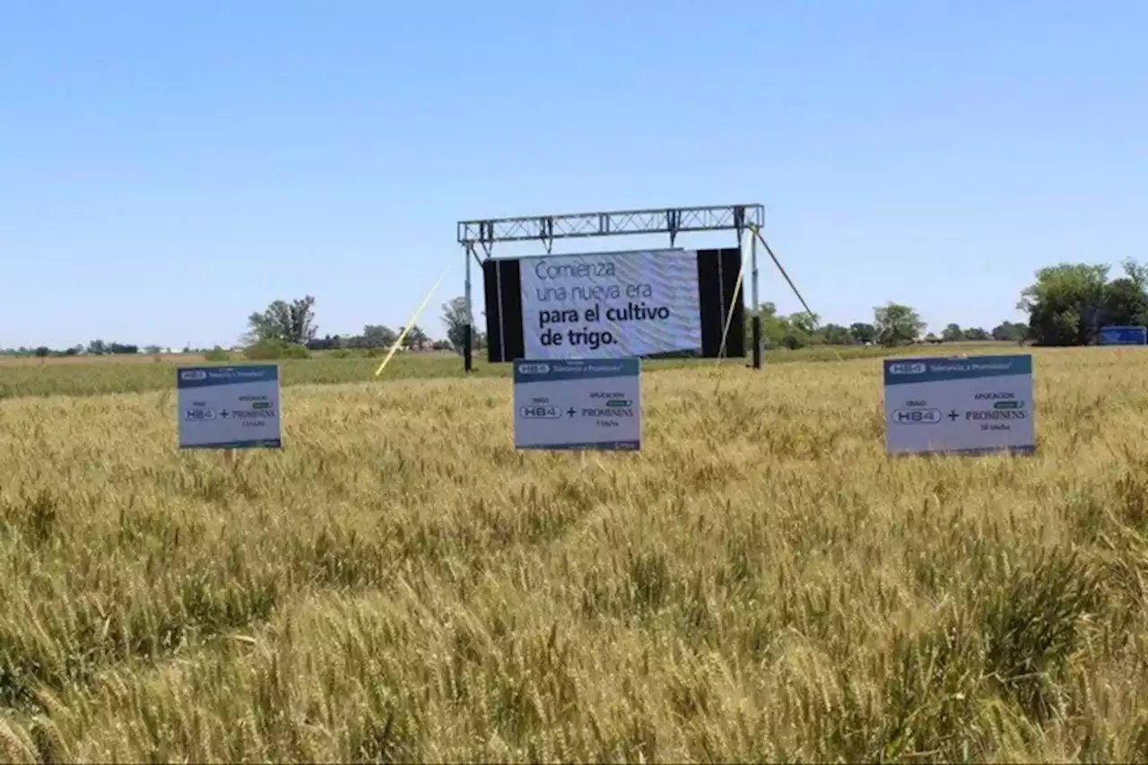 Anunciaron que el trigo tolerante a sequía tuvo un 43% de mayor rinde