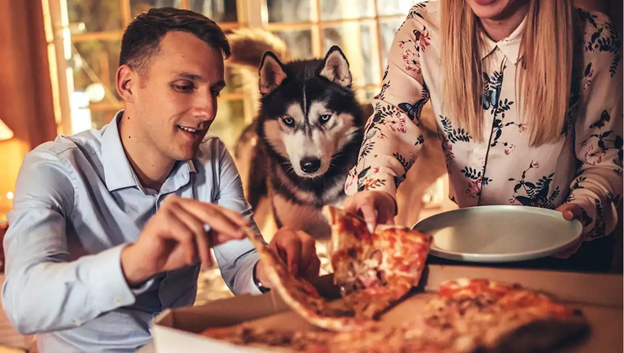 Posso dare al mio cane quello che mangio io?