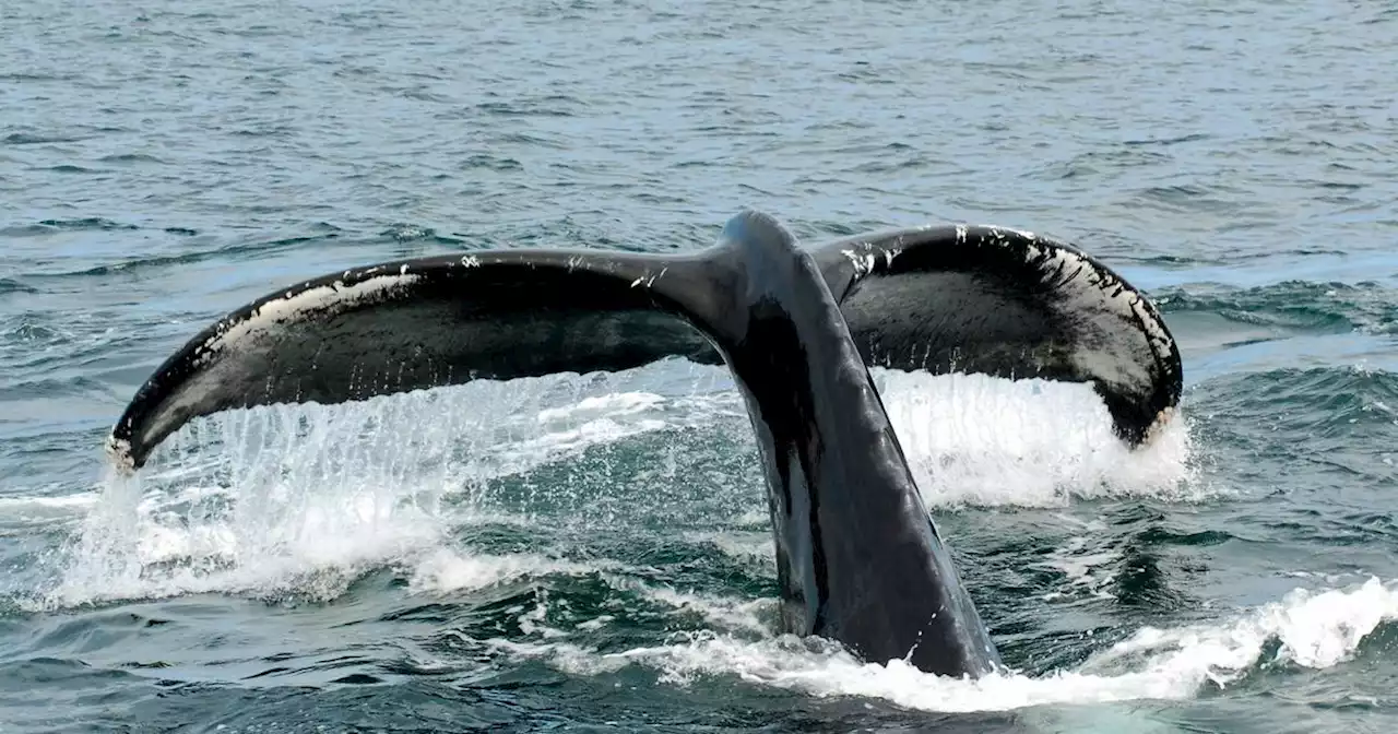 Bretagne : la baleine coincée dans la Rance a trouvé la sortie, en route vers le large