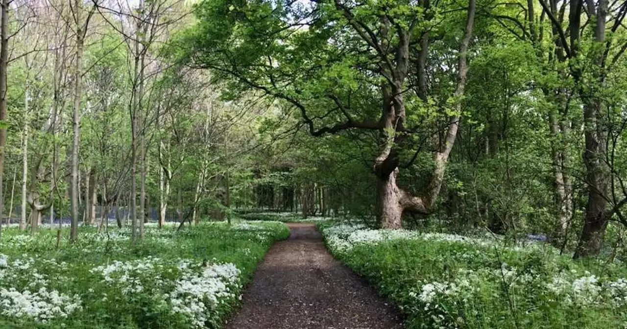 Locals hoping to buy Yorkshire forest raise £50k - but need to double it