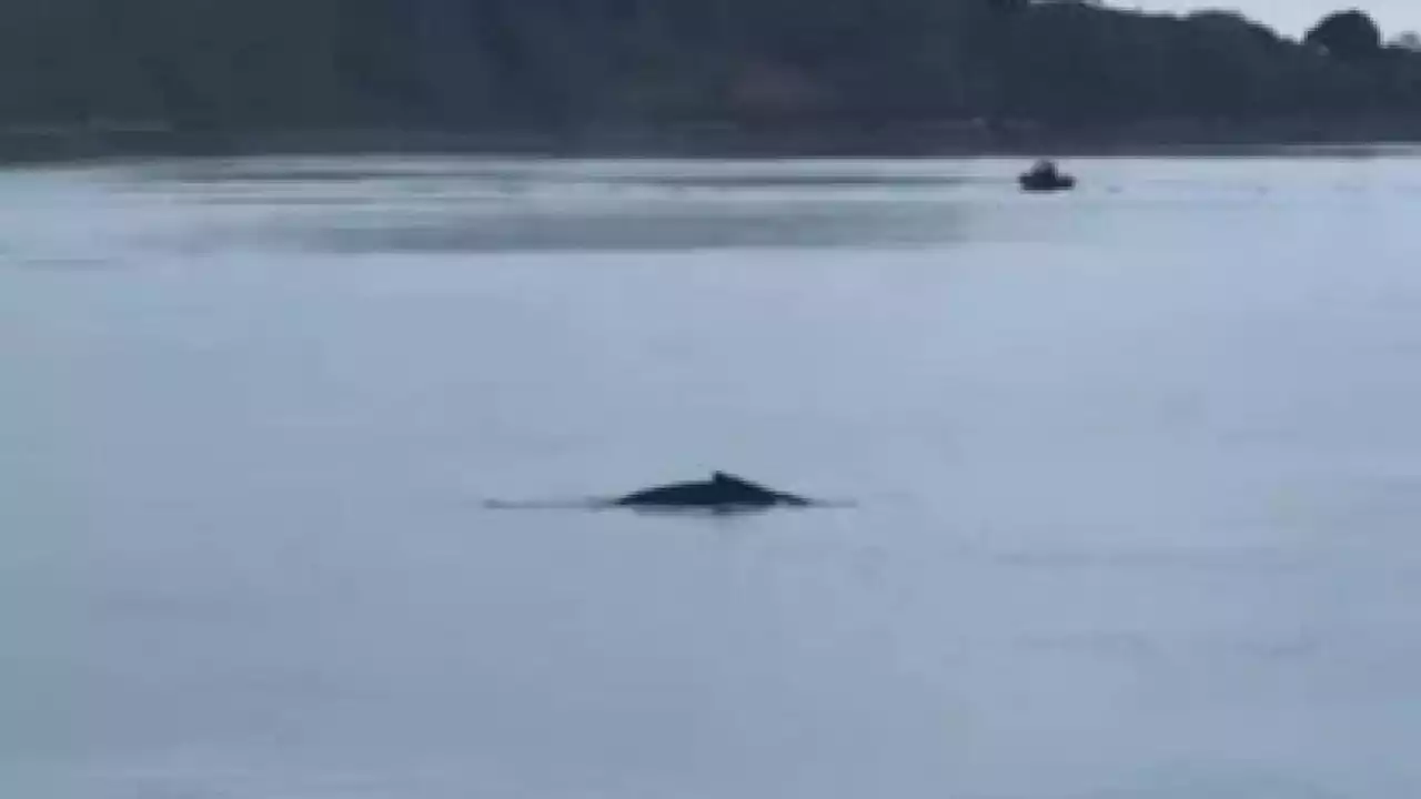 La baleine à bosse aperçue près de Saint-Malo a pu regagner le large