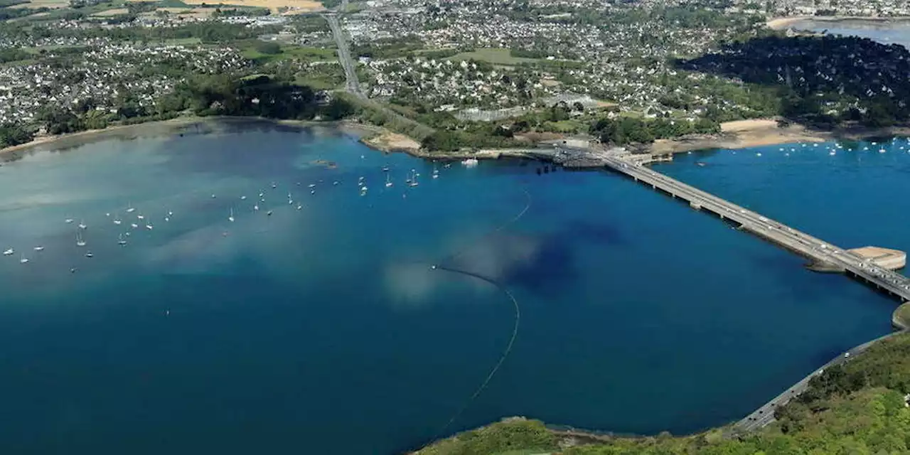 Bretagne : une baleine à bosse piégée dans un estuaire