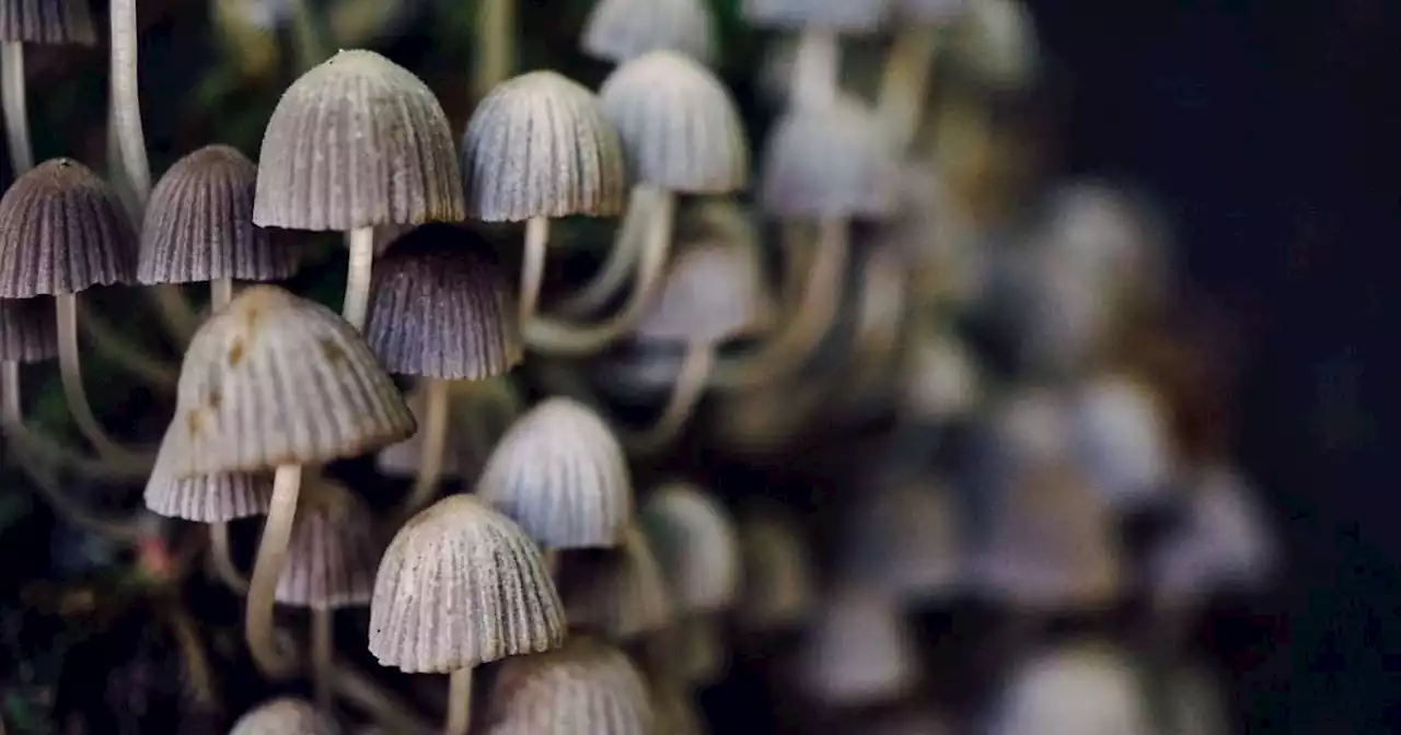 Pourquoi les champignons peuvent devenir une vraie menace (même sans nous transformer en zombies)