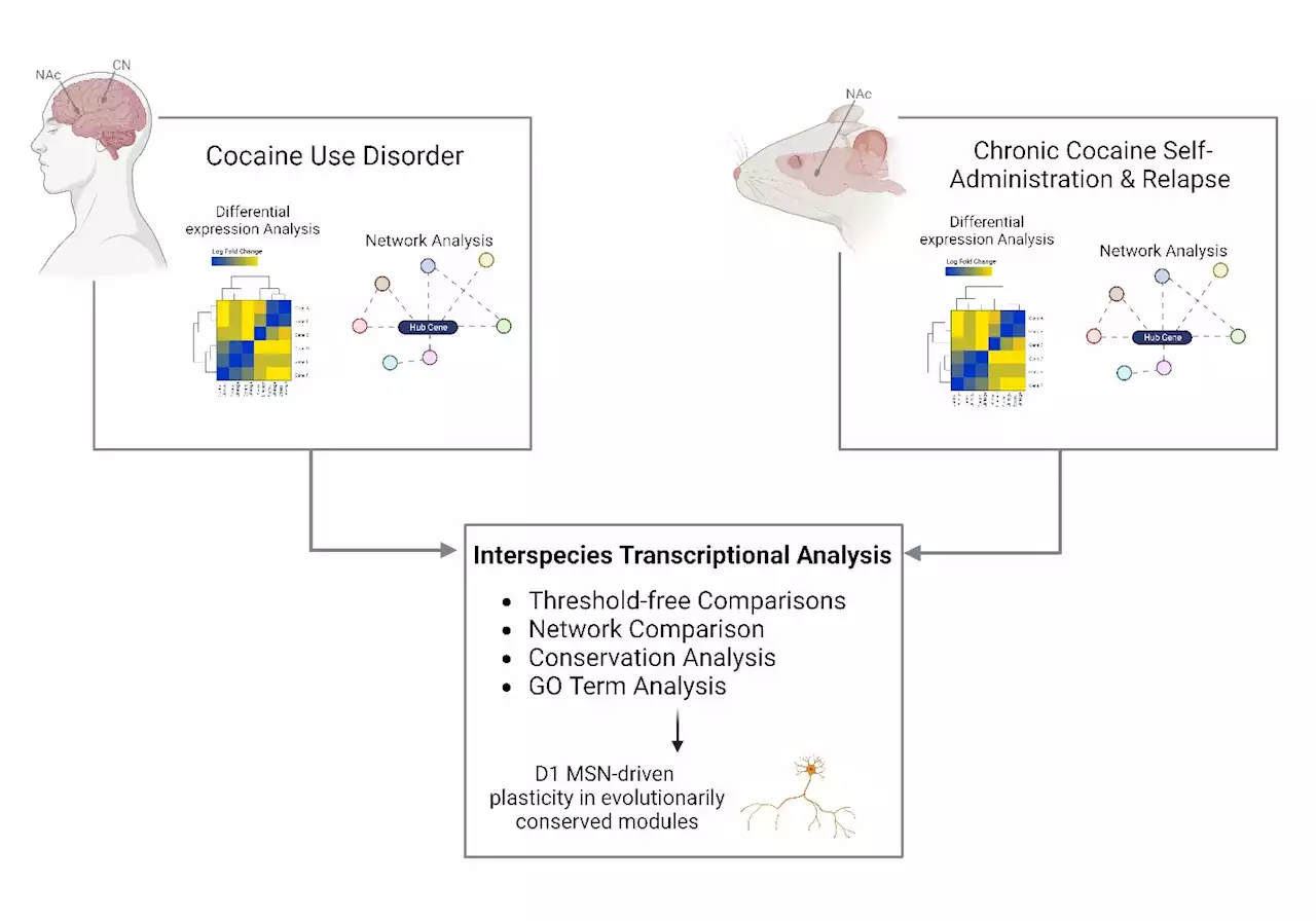 Cocaine use disorder alters gene networks of neuroinflammation and neurotransmission in humans