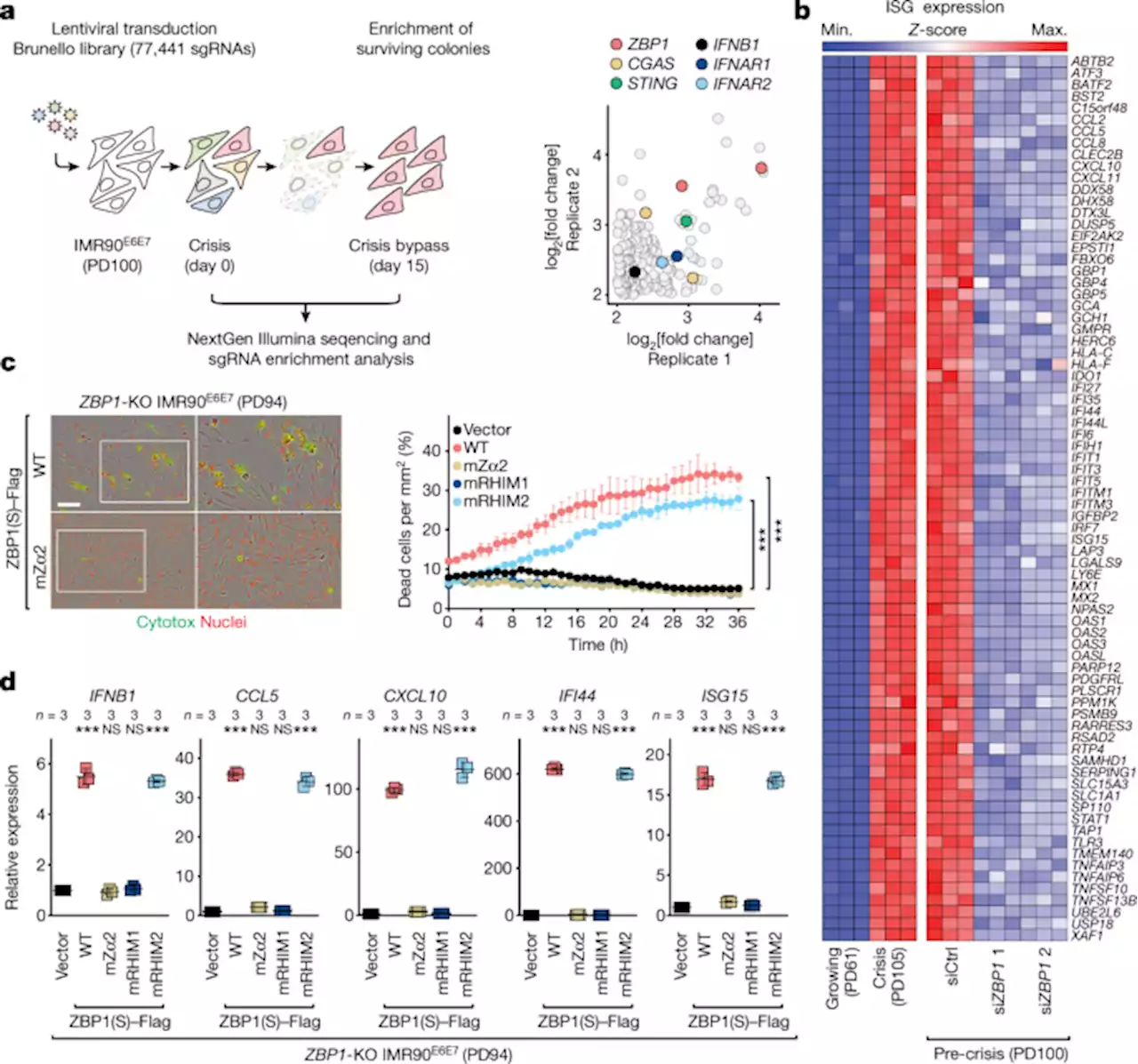 Telomere-to-mitochondria signalling by ZBP1 mediates replicative crisis - Nature