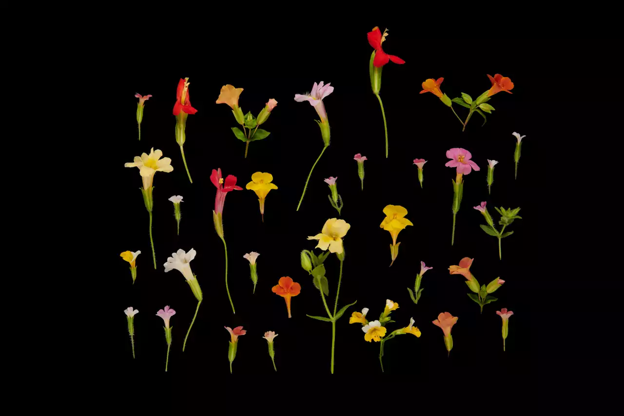 How a single-gene change led to a new species of monkeyflower