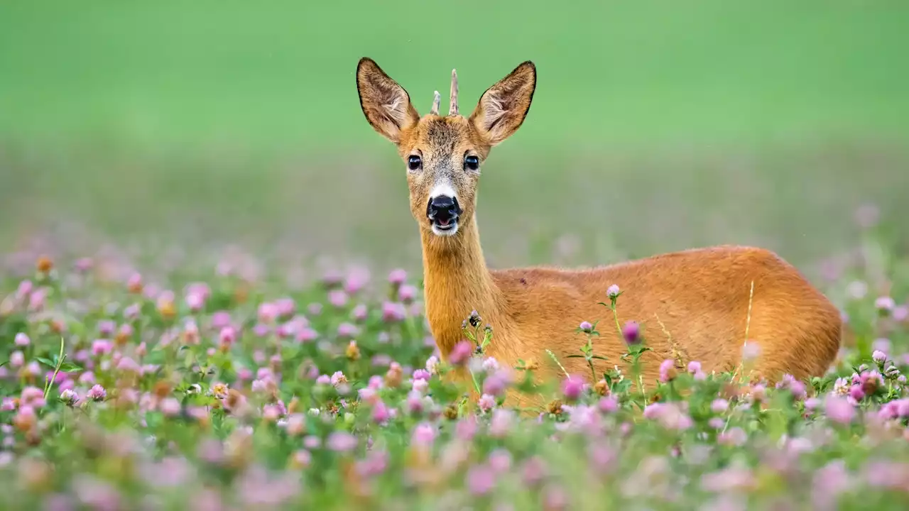 How hunting deer became a battle cry in conservation