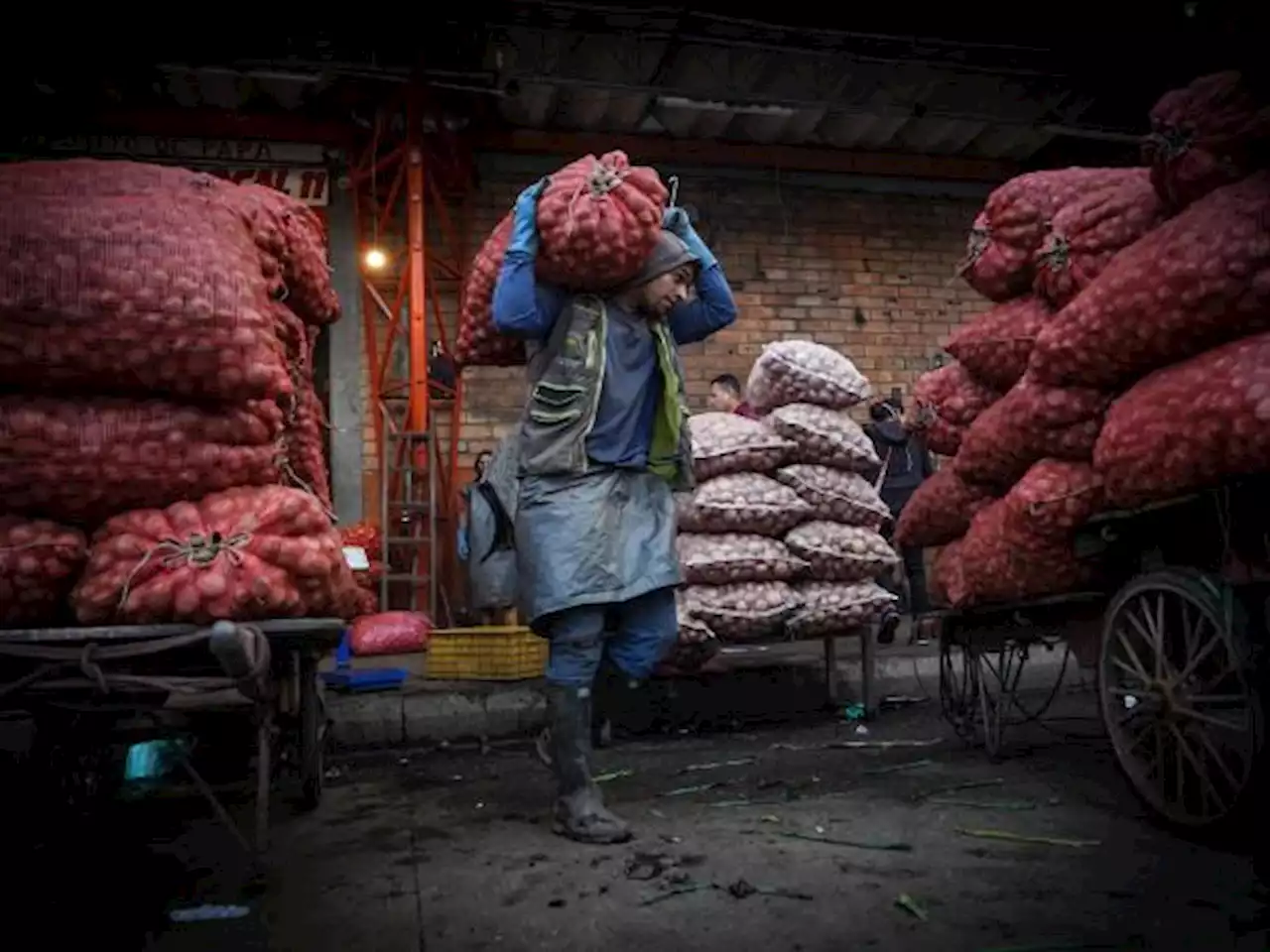 En vilo, inicio de compra de las cosechas en Nariño