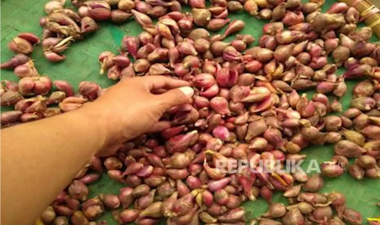 Harga Bawang Merah di Lampung Capai Rp 40 Ribu per Kg |Republika Online