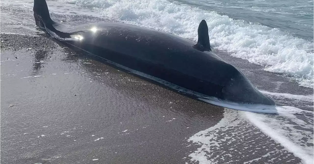 Cyprus probes washed up dead whales, earthquake link possible