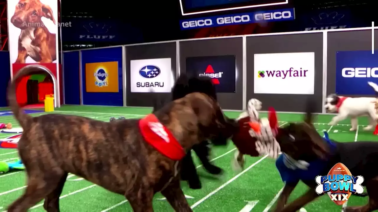 Fur flies as dogs like Tom Barky prepare for the Puppy Bowl