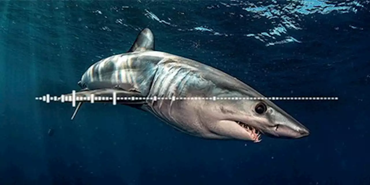 Using sharks to study ocean oxygen, and what ancient minerals teach us about early Earth