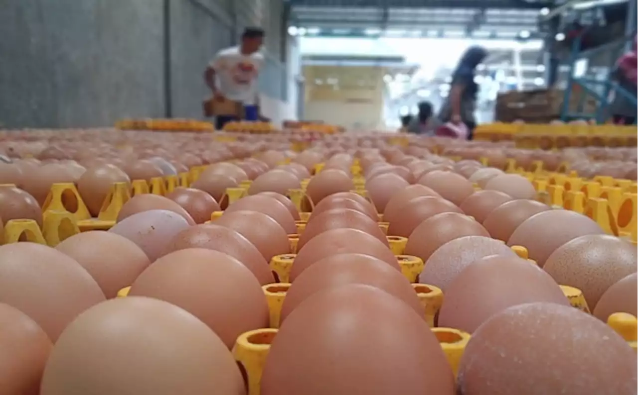 Harga Telur Ayam di Brebes Tertinggi, Soloraya Aman: Cek Ini Daftar Lengkapnya