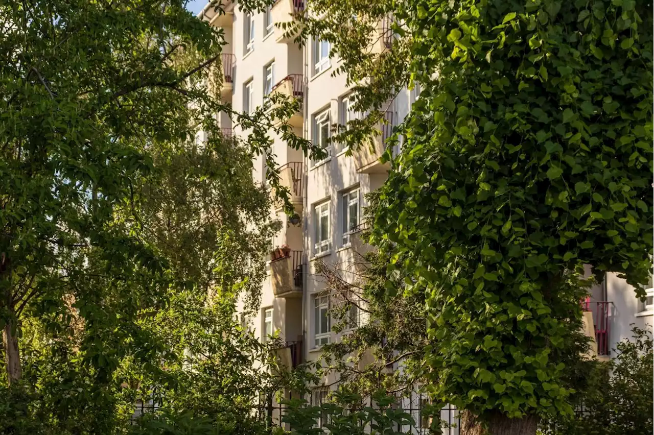 Trees could cut urban heatwave mortality by a third: study