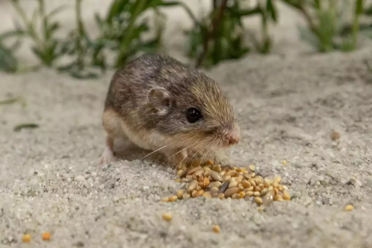 États-Unis : à bientôt 10 ans, Pat la souris entre dans le Guinness des records