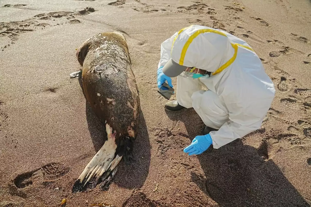 Mass sea lion deaths in Peru raise further fears bird flu is jumping between mammals