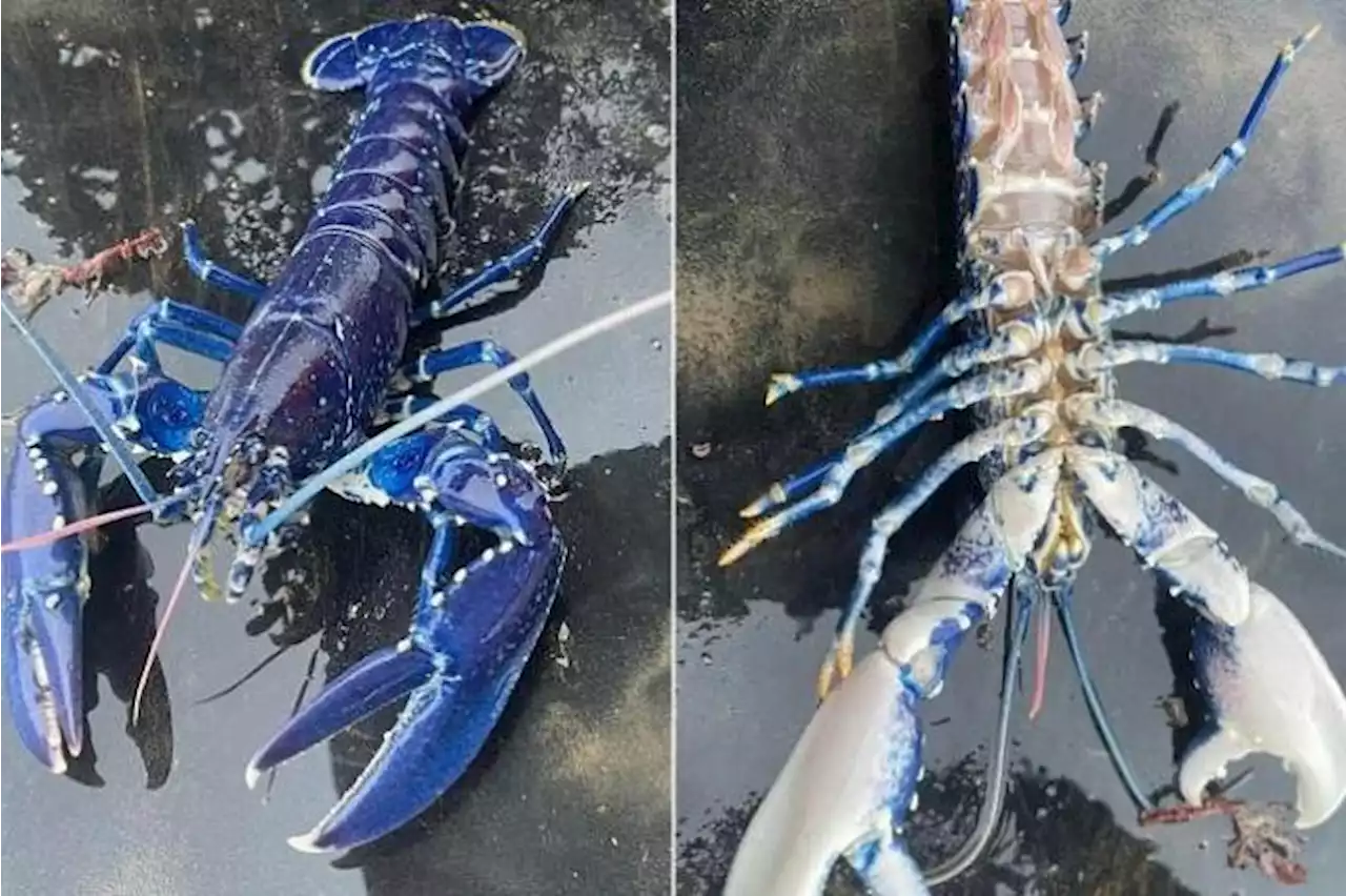 A 1-in-2 million chance catch: Irish fisherman nets rare blue lobster