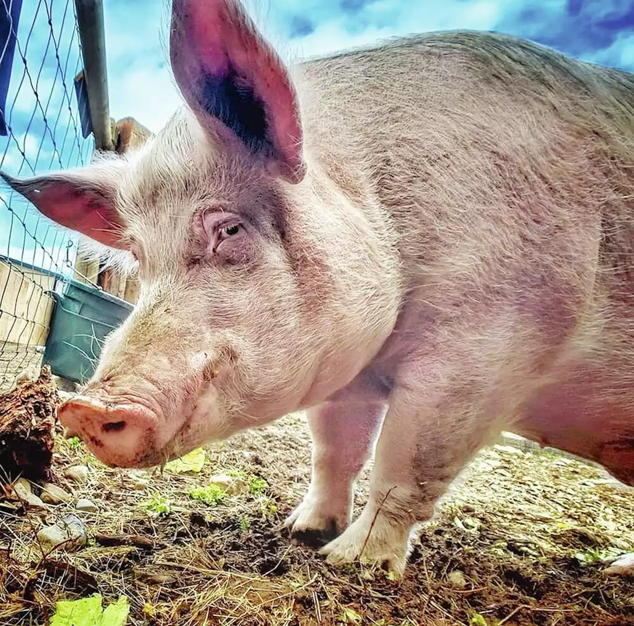 Vancouver Island farm mourns runaway pig who found a home at sanctuary