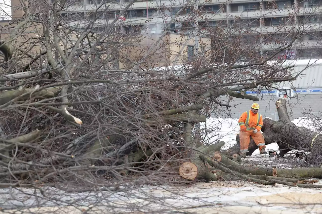 NDP MPPs left out of Ontario Line tree removal notices demand explanation from Ford government