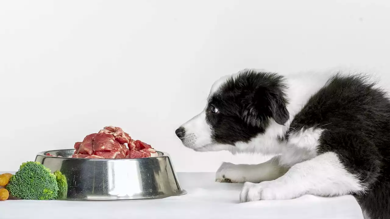 Feeding dogs certain table scraps could help health, but processed kibble may not, study says