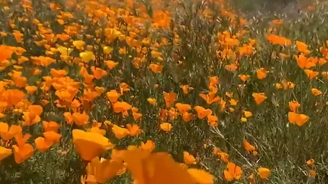 California Town Tells Wildflower Superbloom Sightseers To Stay Away - Videos from The Weather Channel