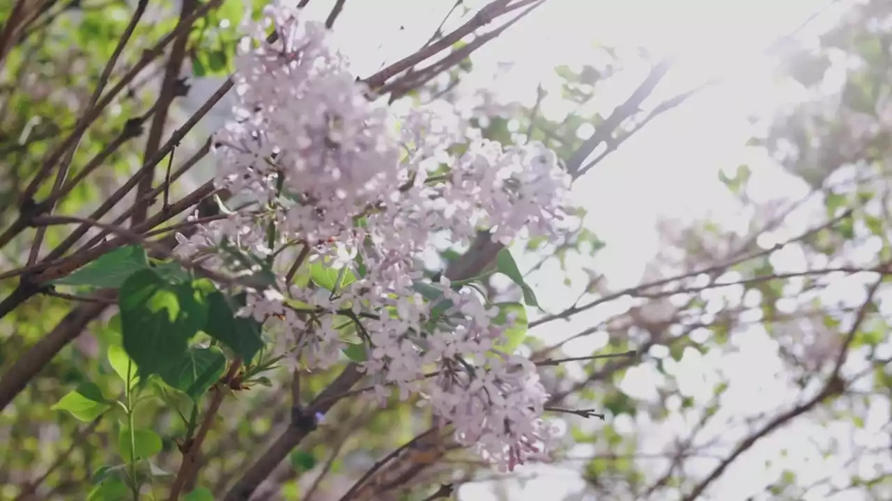 Spring Arriving Early In Southeast, And That’s Bad News For Allergy Sufferers - Videos from The Weather Channel