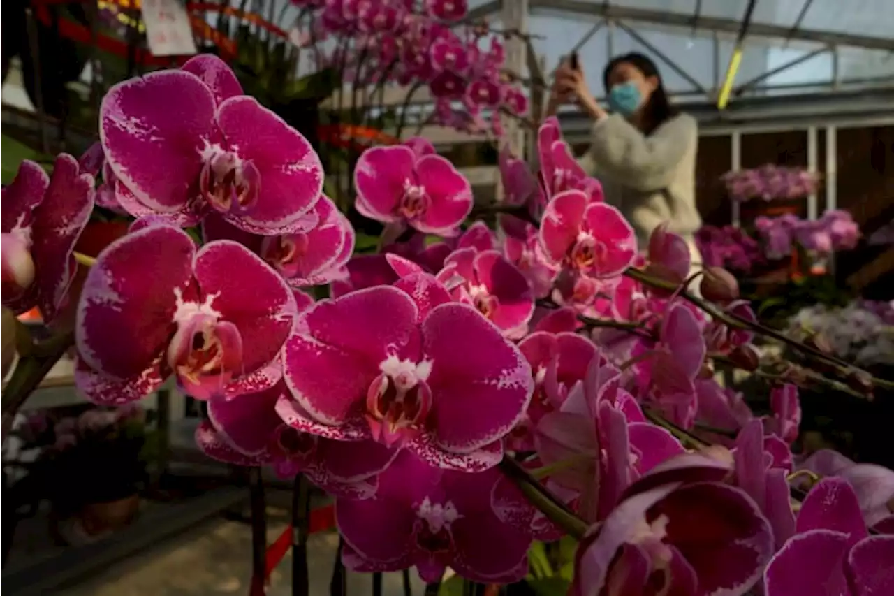 Choosing safe Valentine’s flowers, plants for pet parents