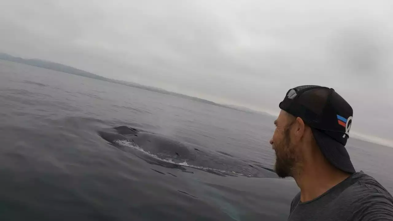 Paddleboarder comes across mysterious, transparent sea creature off California coast