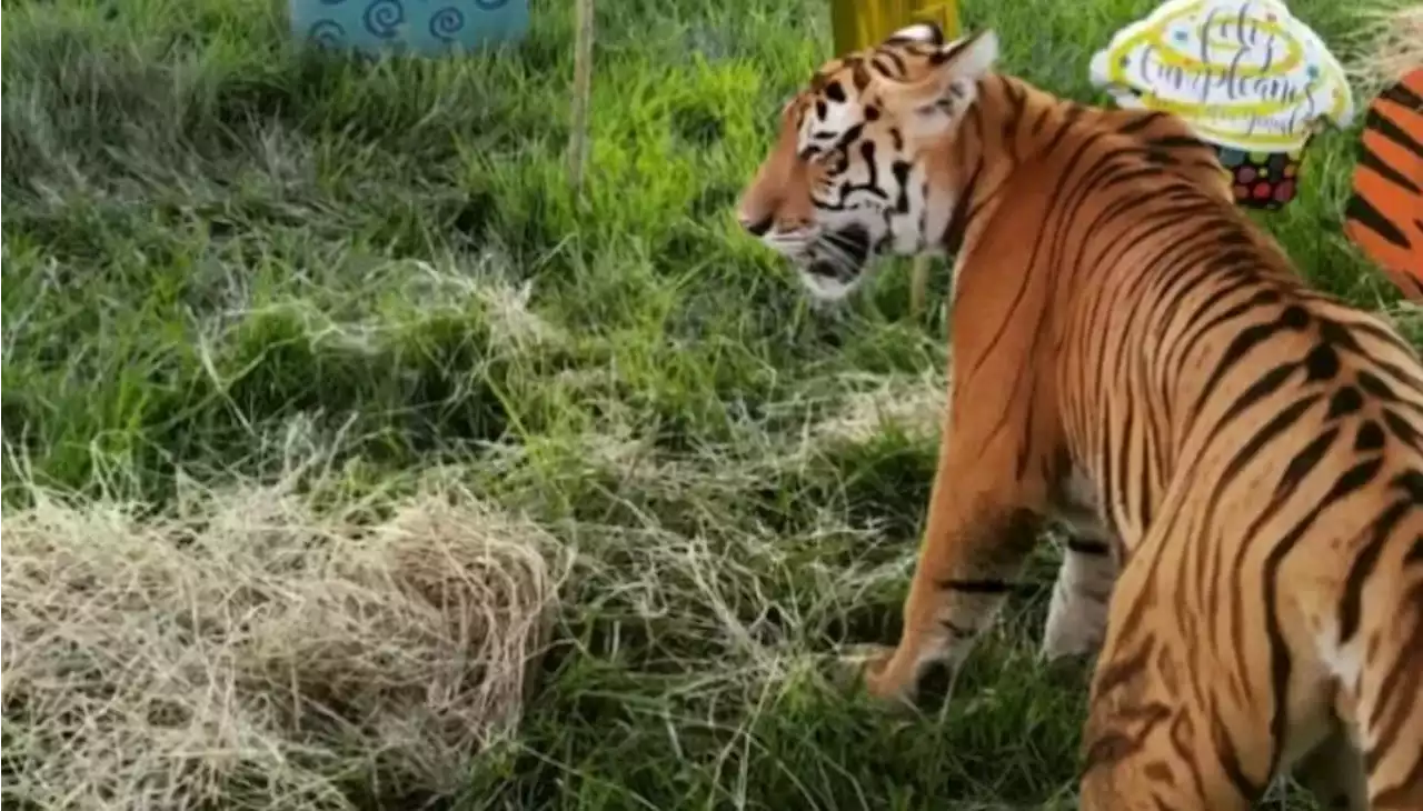 Sacrificaron al tigre de Hacienda Nápoles que escapó: ¿fallaron los protocolos?