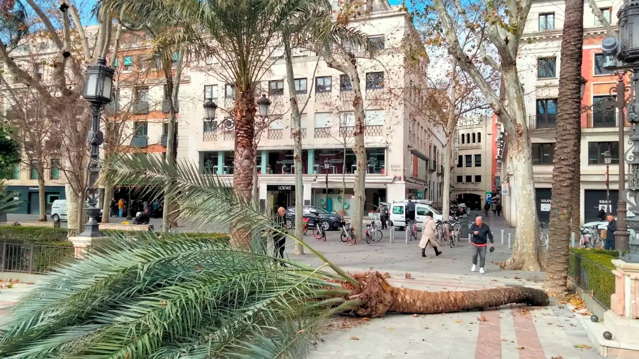 Andalucía registra más de 200 incidencias ocasionadas por el viento y tres personas resultan heridas