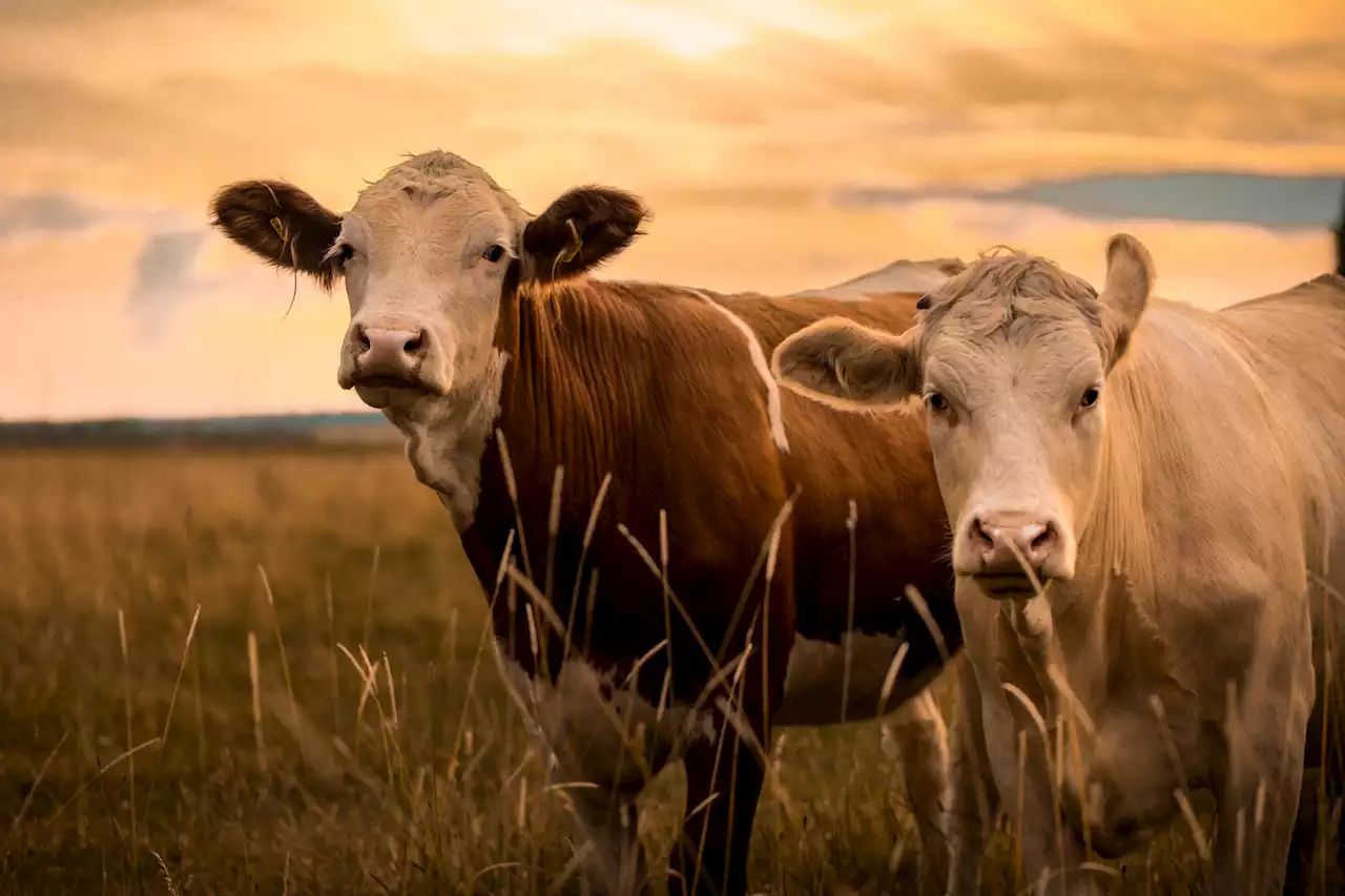 Chinese scientists have successfully cloned ‘super cows’