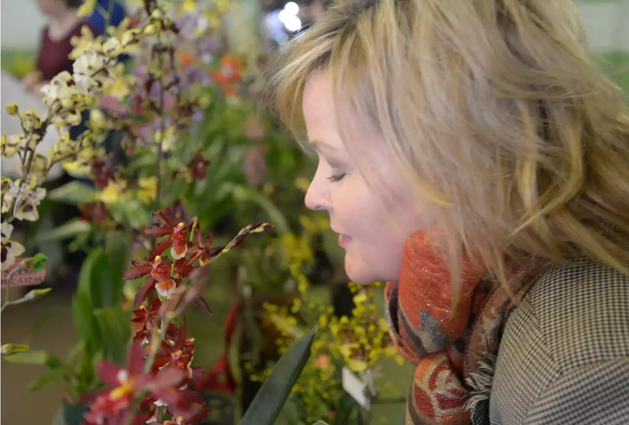 Cantigny Park blossoms with annual orchid show