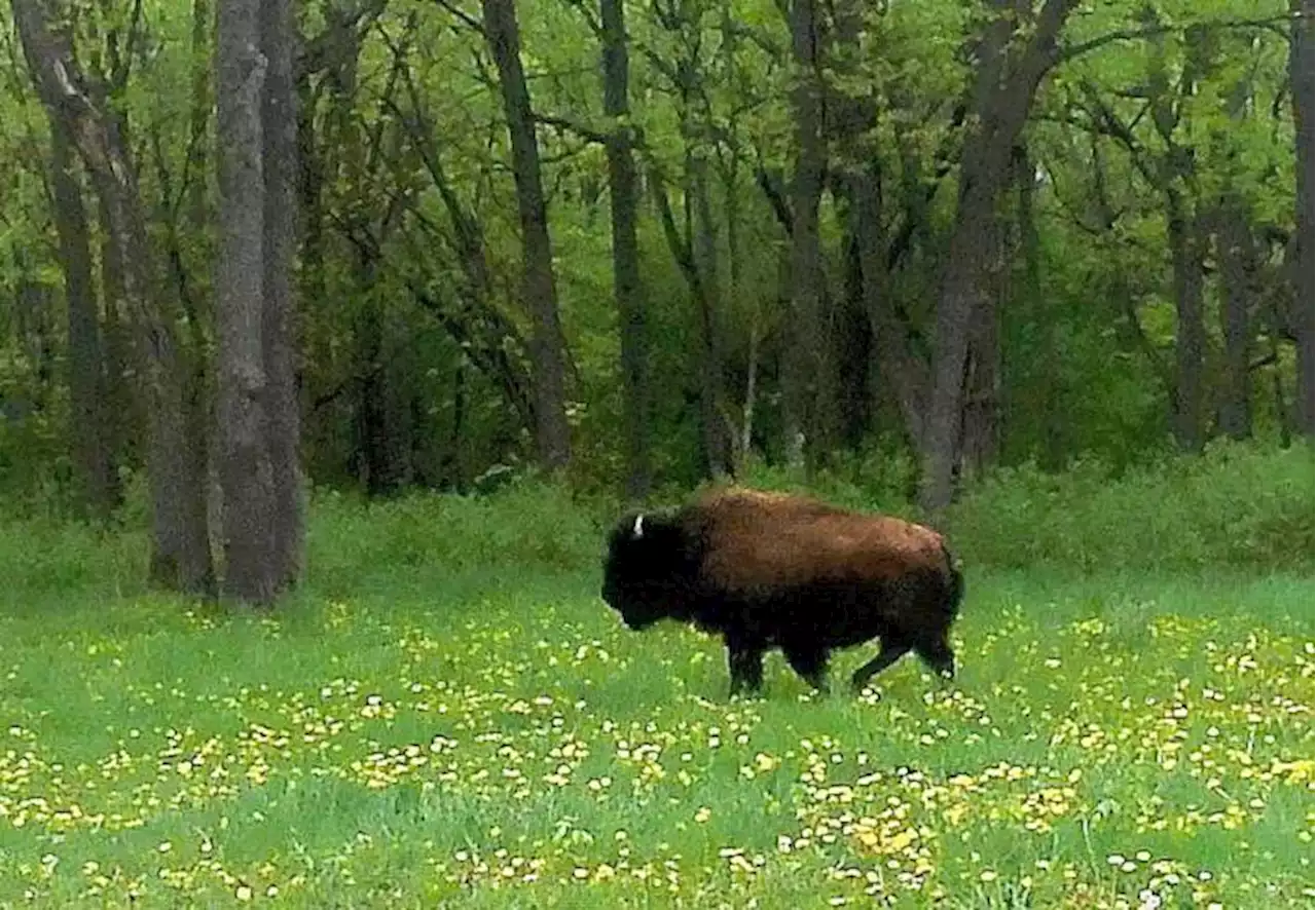 Citations over Tyson the bison's escape dismissed