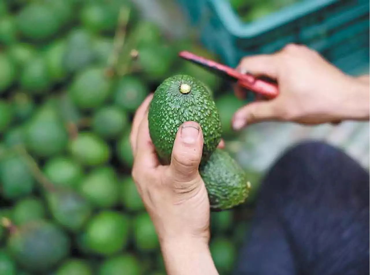 Los aguacates, manjar del Super Bowl y fruta de la discordia en Colombia